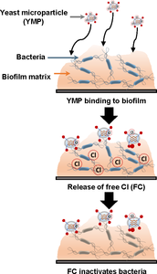 Modeling Transport of Antimicrobials Encapsulated in Yeast Microparticles ...